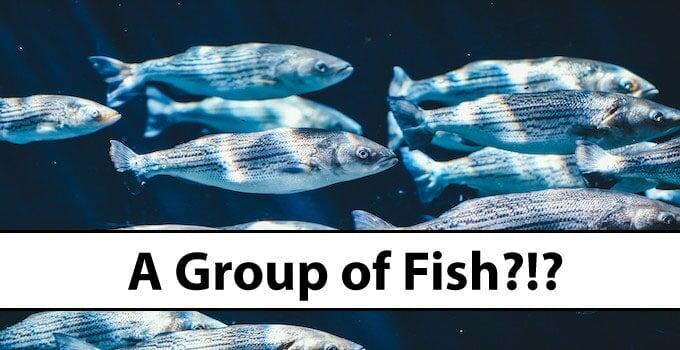 How to call a Group of Fish?