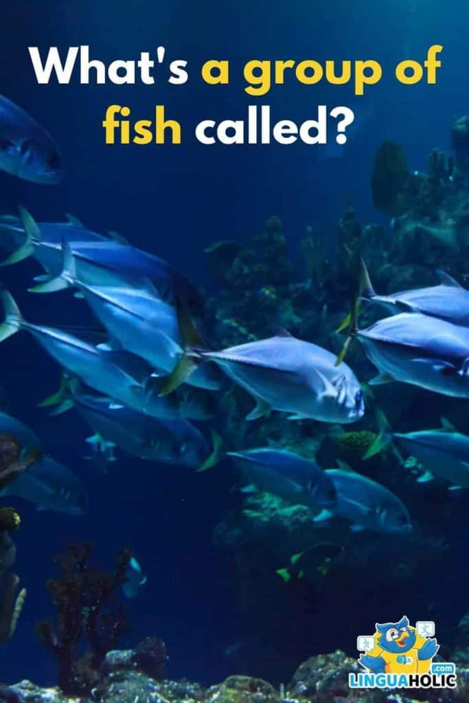 "A Group of Fish" is Called? — The Definitive Answer