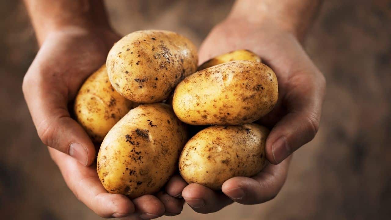 Potato Computer Origin