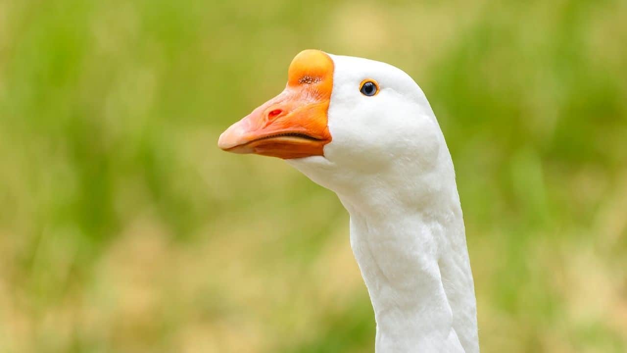  Silly Goose Meaning Usage Examples