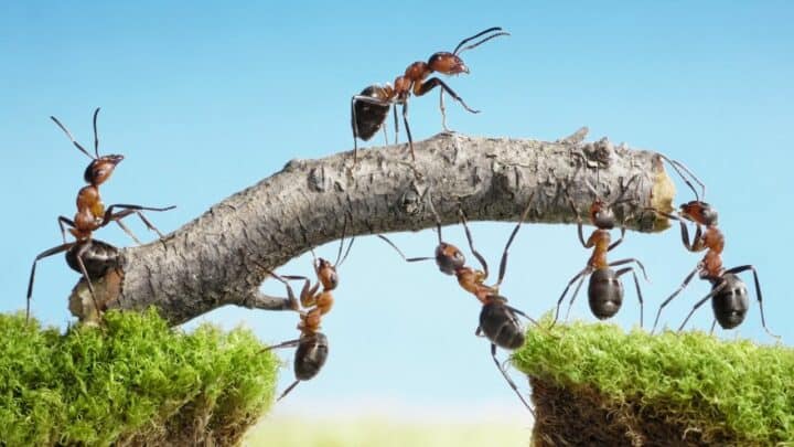 The Spiritual Meaning of Ants — Very interesting, indeed!
