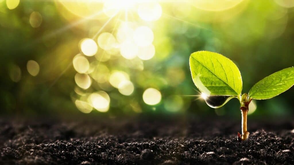 The Ultimate Plant Words Glossary