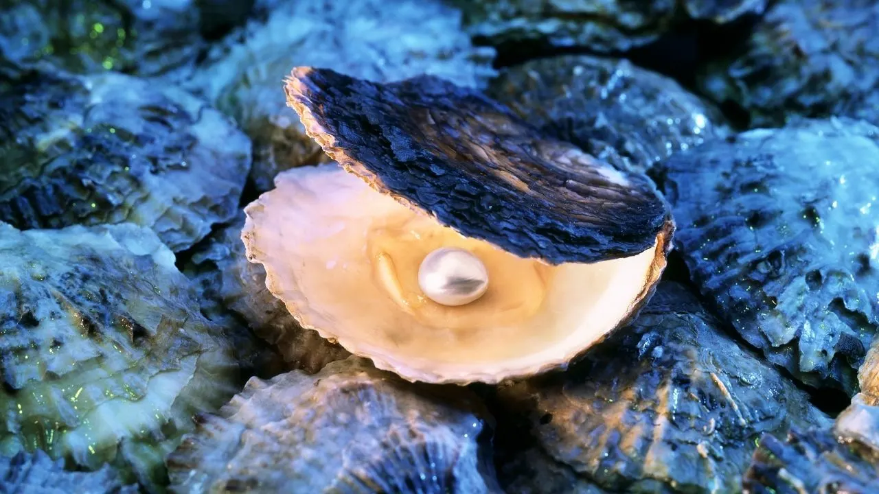 Oyster with Pearl
