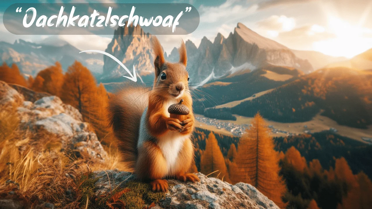 The image is showing a squirrel in South Tyrol. And there is the text "Oachkatzlschwoaf" on it, which means "Squirrel's Tail" in Tyrolean Dialect.