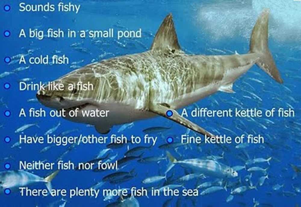 Fish and Fishing Idioms in English ﻿ English Idioms
