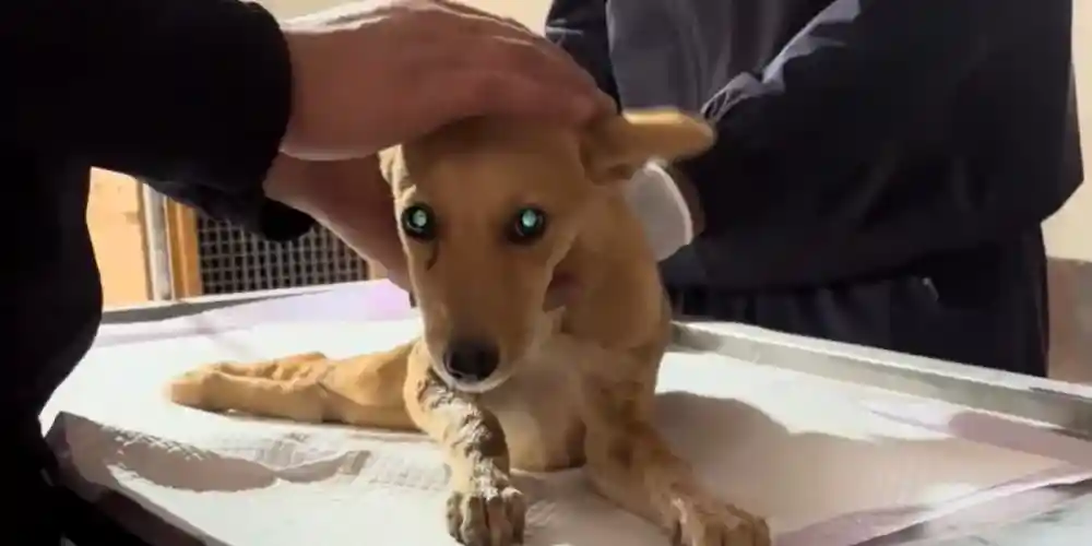 save_animal.thumb.webp.f4f11891c109f84a2b2e51cf2f7efa80.webp